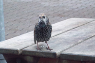 click here to find Destinations that have outdoor seating